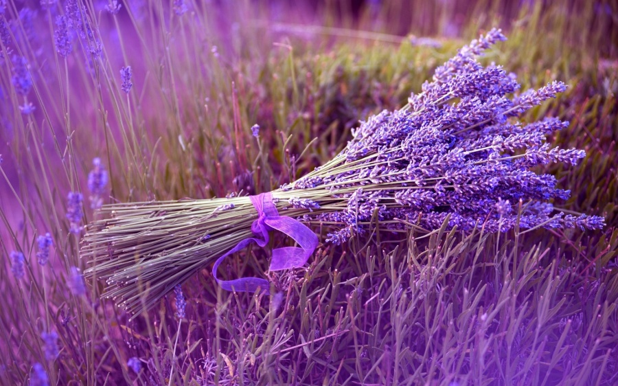 bunch-lavender-1680x1050